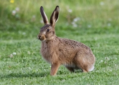 Цікаві факти про зайців